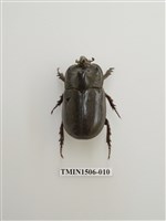 藏品(金龜子科(十二))的圖片